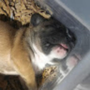 Meet your Posher, Illest